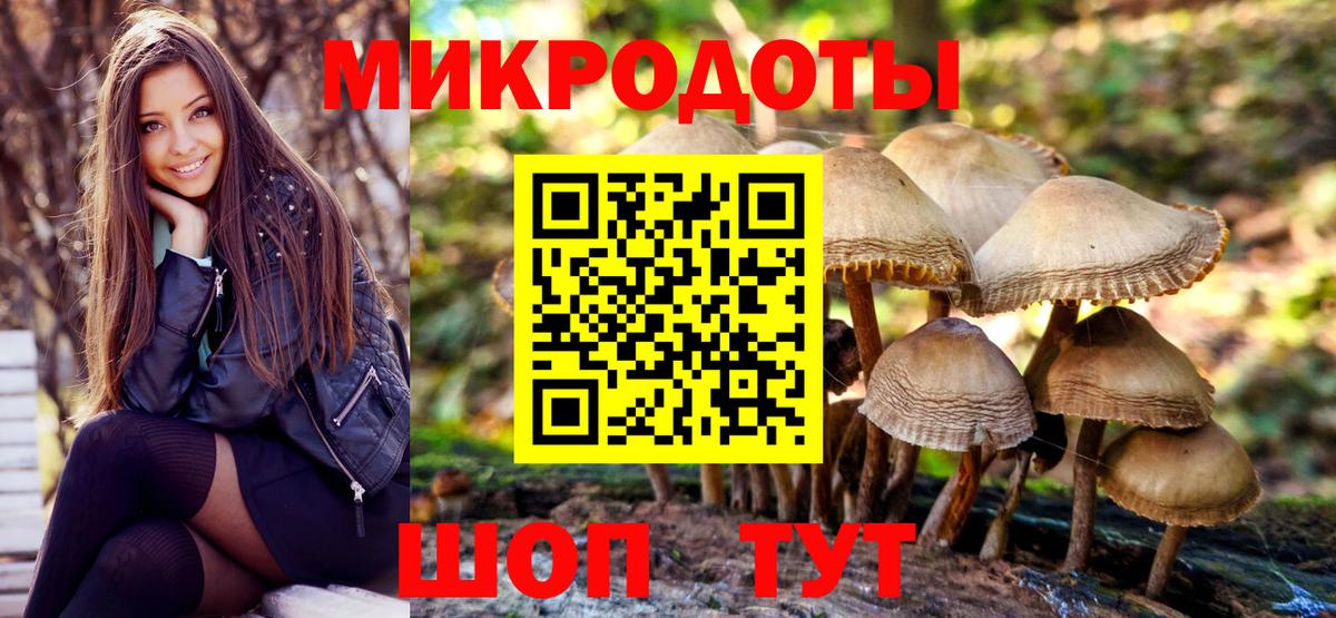 Галлюциногенные грибы Psilocybe Апшеронск